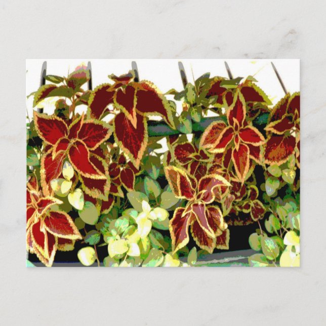 Coleus Plant Postcard (Front)