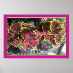 Coleus Plant Poster