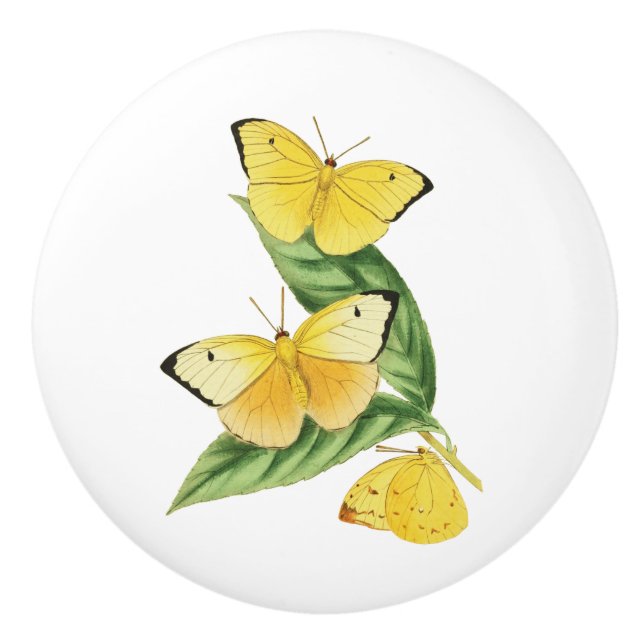 Colias Statira Butterfly Ceramic Knob (Front)
