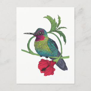 Colibri Bird Illustration Postcard