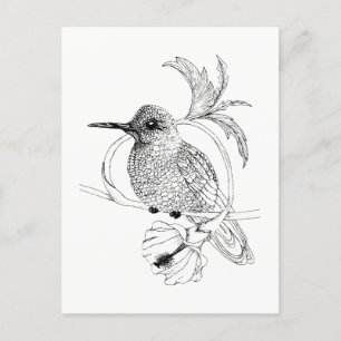 Colibri Bird Illustration Postcard