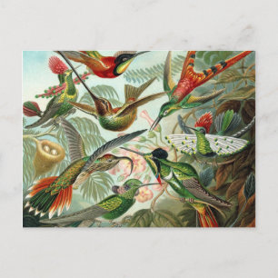Colibri - Ernst Haeckel Postcard