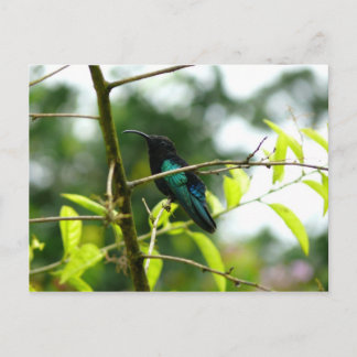 Colibri (Hummingbird) - Martinique, FWI Postcard