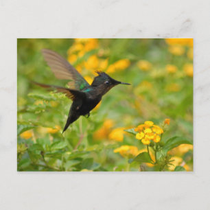 Colibri Postcard