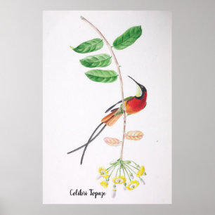 Colibri Topaze - Birds of Brazil Poster