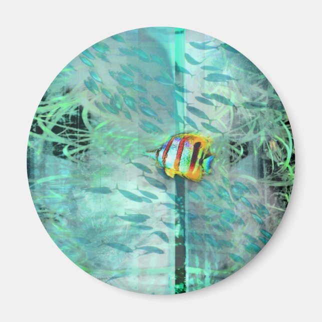 Collage angel fish swims in a school of blue fish magnet (Front)