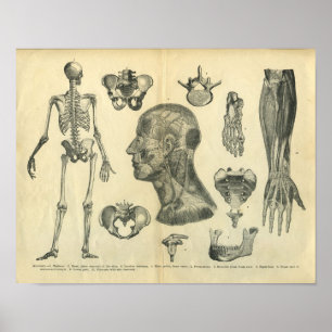 Collage of Anatomical Illustrations of the Body Poster