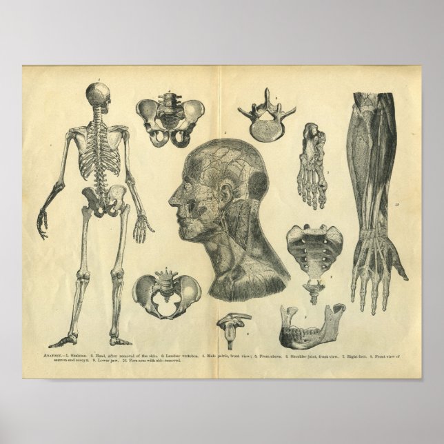 Collage of Anatomical Illustrations of the Body Poster (Front)