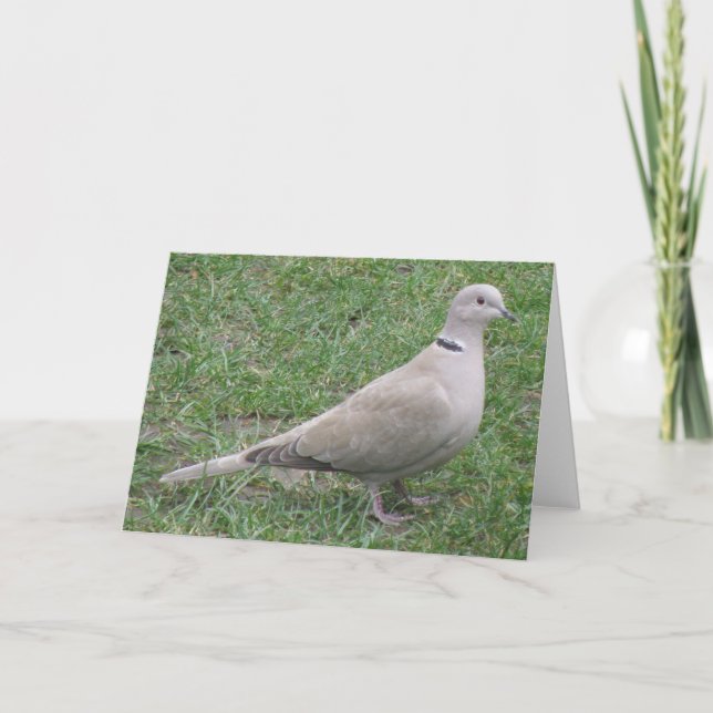Collared Dove Greeting Card (Front)