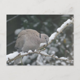 Collared Dove in the Snow DIY Postcard
