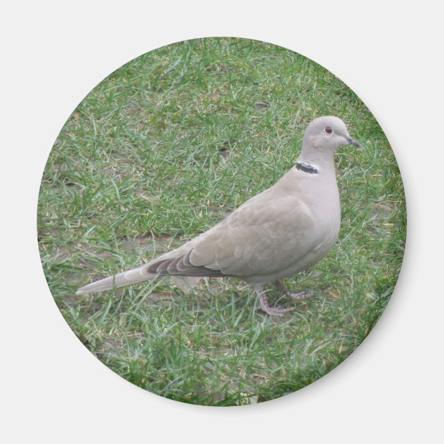 Collared Dove Magnet (Front)