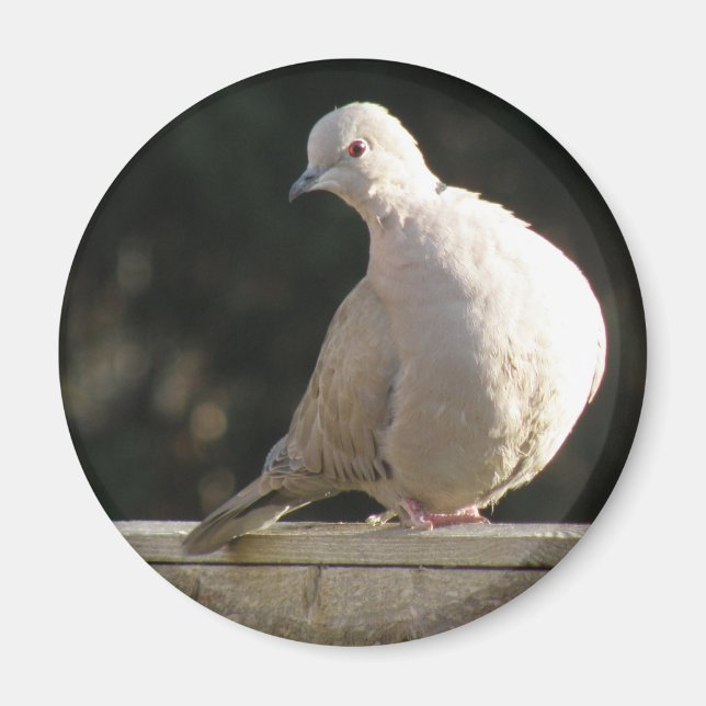 Collared Dove Magnet (Front)