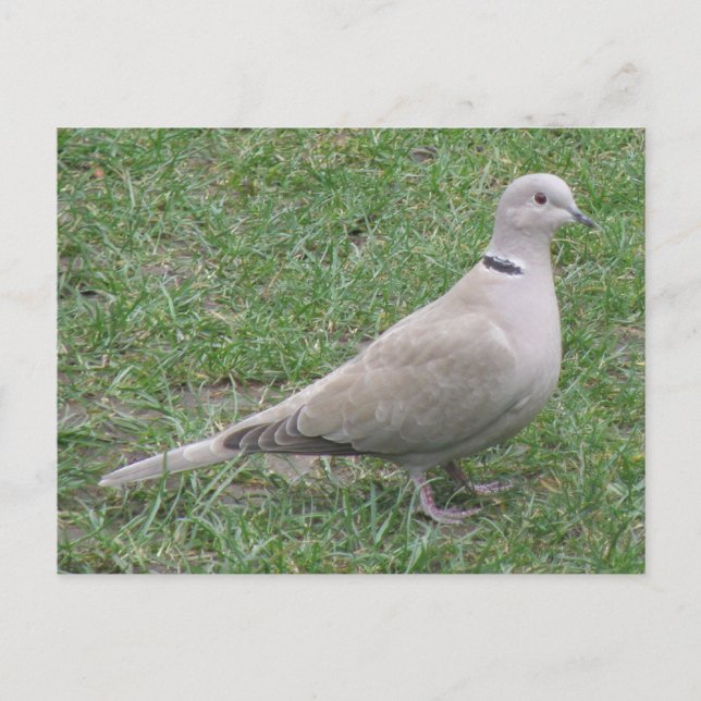 Collared Dove Postcard (Front)