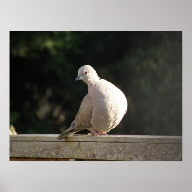 Collared Dove Poster (Front)