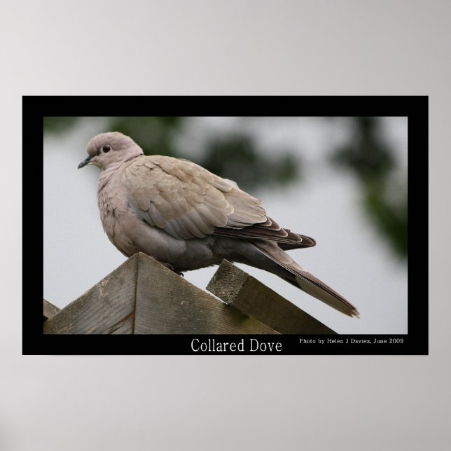 Collared Dove Poster (Front)