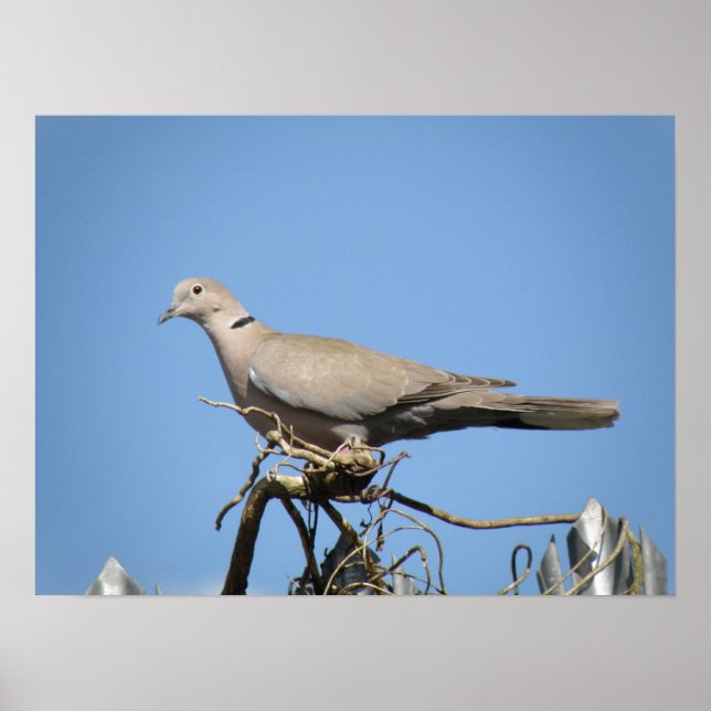 Collared Dove Print (Front)