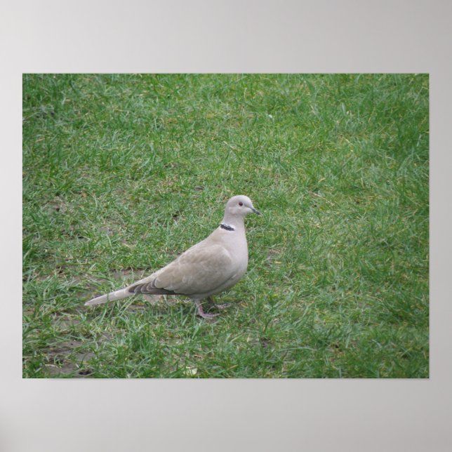 Collared Dove Print (Front)
