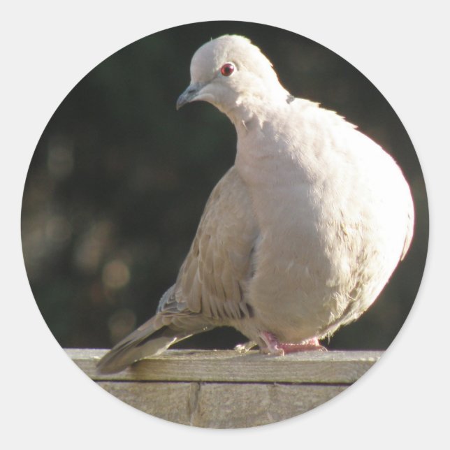 Collared Dove Sticker (Front)