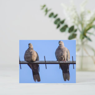 Collared Doves Postcard