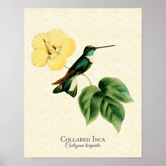 Collared Inca Hummingbird Art Print (Front)