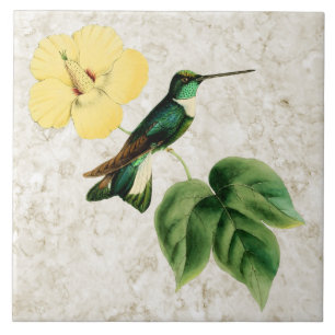 Collared Inca Hummingbird Ceramic Tile