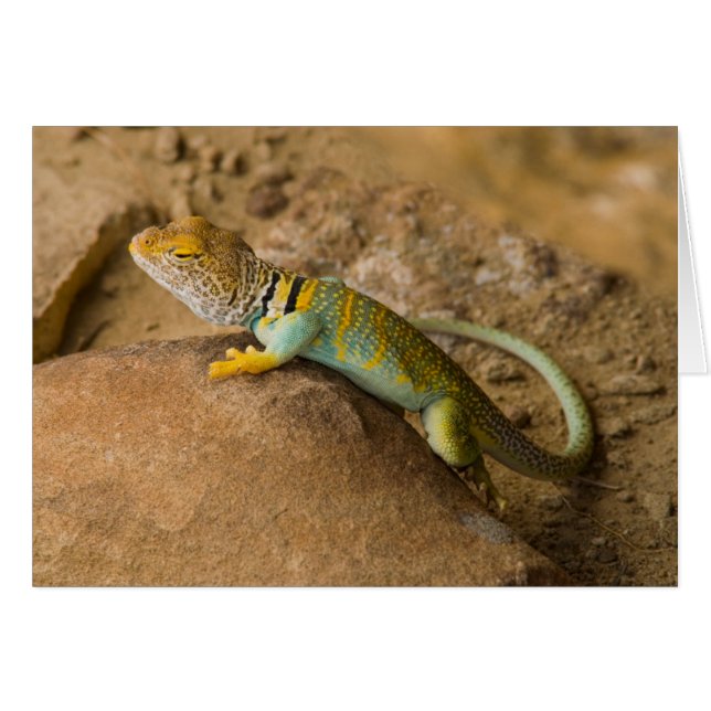 Collared Lizard (Front Horizontal)