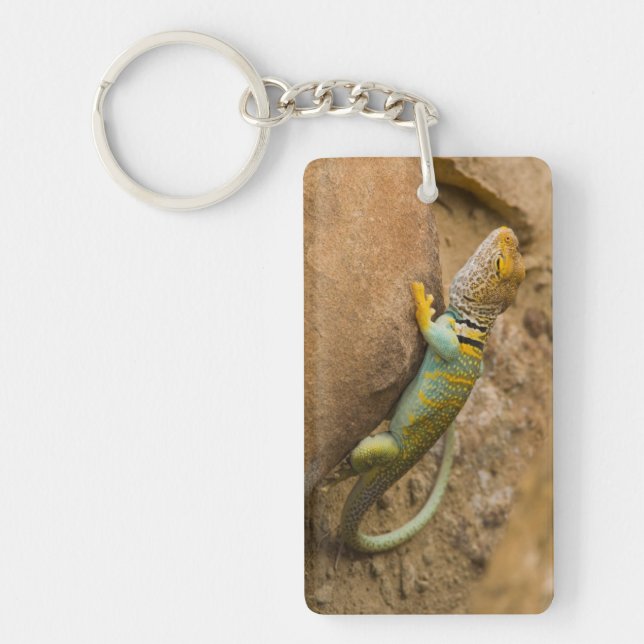 Collared Lizard Key Ring (Front)