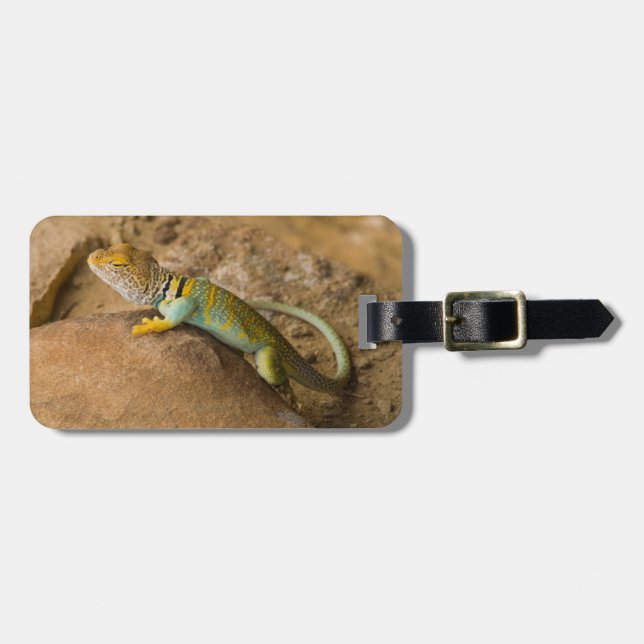 Collared Lizard Luggage Tag (Front Horizontal)