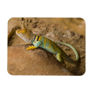 Collared Lizard Magnet