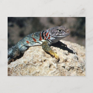 Collared Lizard Postcard
