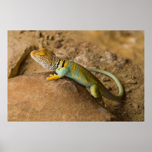 Collared Lizard Poster (Front)