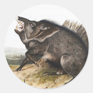 Collared Peccary Dycoteles torquatus Illustration Classic Round Sticker