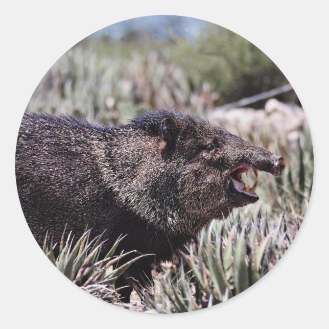 Collared peccary (javelina) yawning amid flowering classic round sticker (Front)