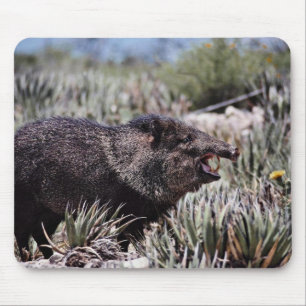 Collared peccary (javelina) yawning amid flowering mouse pad
