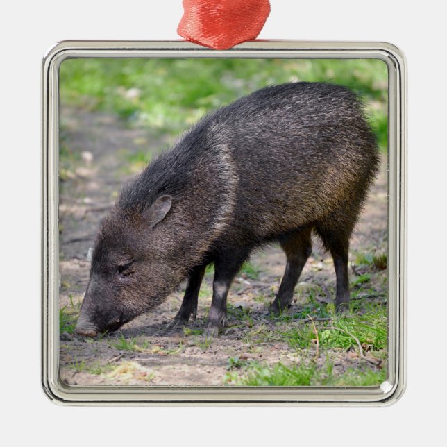 Collared Peccary walking Postcard Metal Ornament (Front)