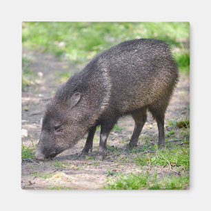Collared Peccary walking Postcard Metal Ornament S Magnet