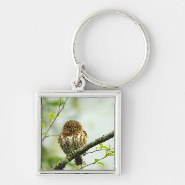 Collared pigmy owlet perching on tree branch, key ring (Front)