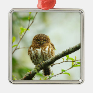 Collared pigmy owlet perching on tree branch, metal ornament