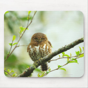 Collared pigmy owlet perching on tree branch, mouse pad