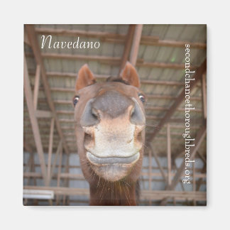 Collectable Magnet Series - Navedano