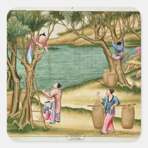 Collecting mulberries square sticker