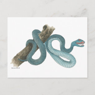 Collection Austrailian snake Post Card
