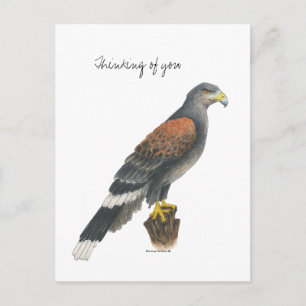 Collection Falcon Post Card
