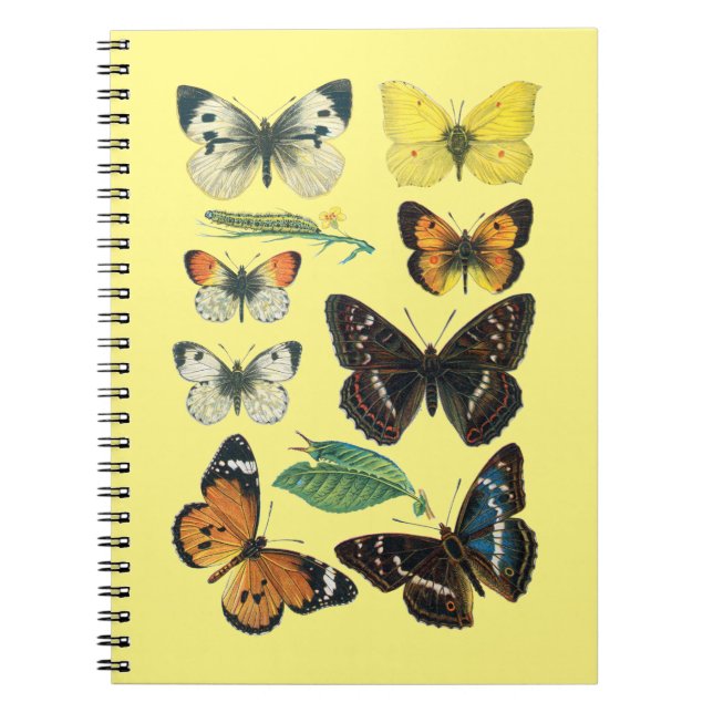 College ruled butterfly notebook (Front)