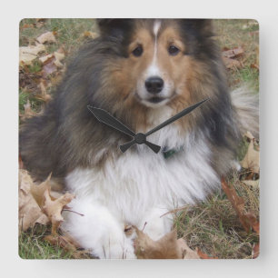 collie-6 square wall clock