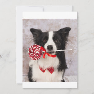 Collie cane holiday card