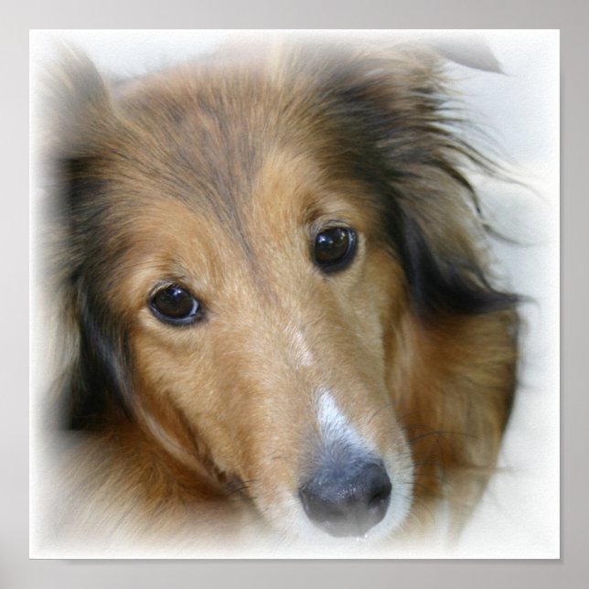 Collie Canvas Print (Front)