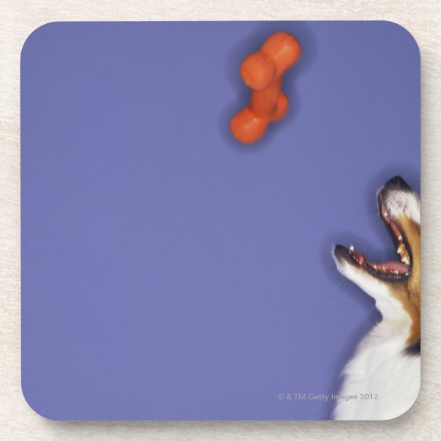 Collie catching plastic bone coaster (Front)
