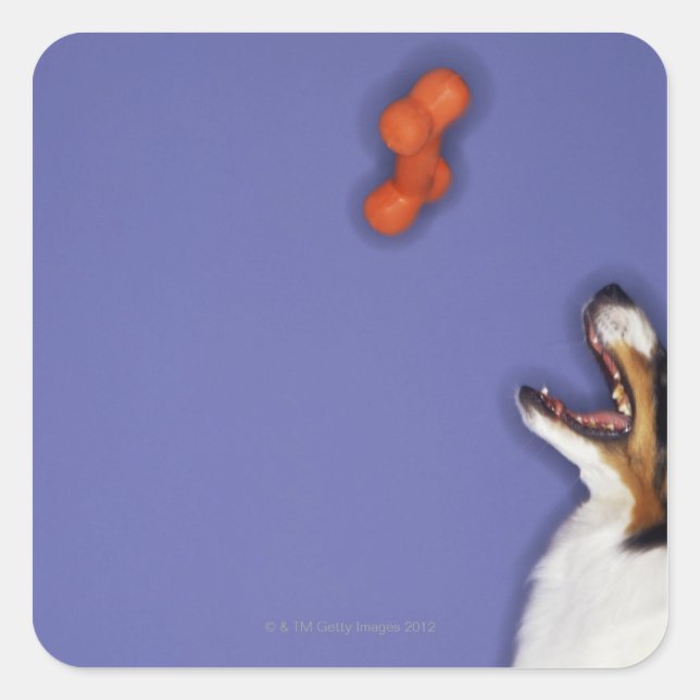 Collie catching plastic bone square sticker (Front)