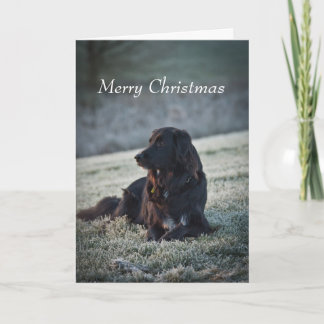 Collie Cross Holiday Card